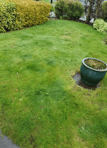 garden-clearance-Edlington-after-2